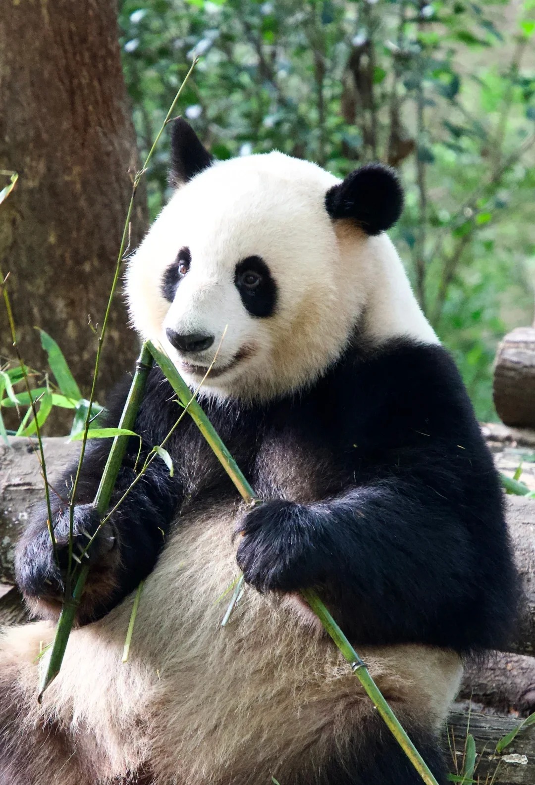 Giant Panda Breeding Base